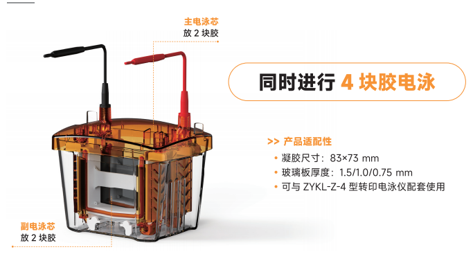 ZYKL-D-4（4胶）/ ZYKL-D-2（2胶）垂直电泳仪
